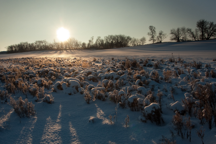snow, sunlight, field, winter